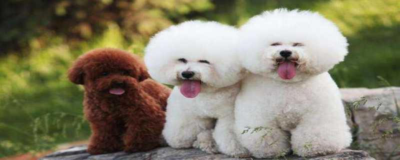 泰迪和比熊的区别