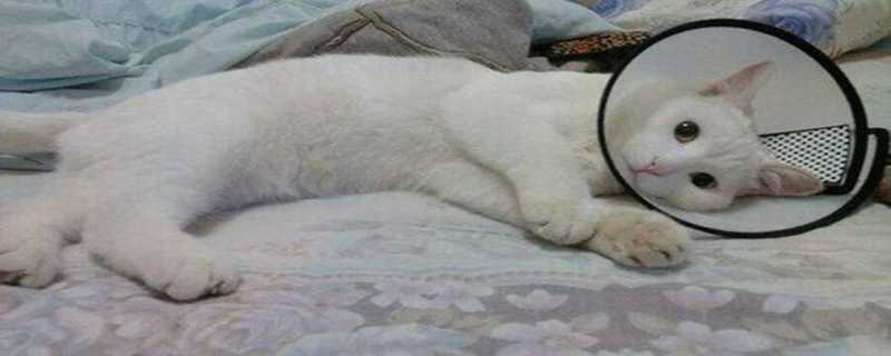 母猫做绝育注意事项