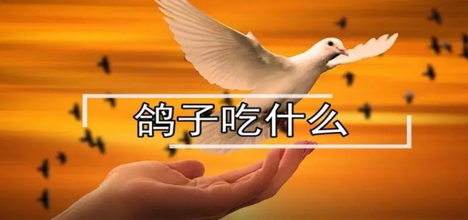 鸽子吃什么粮食最好生蛋快