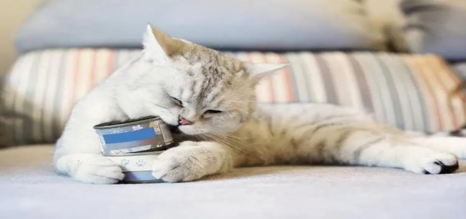 猫咪爱吃什么食物
