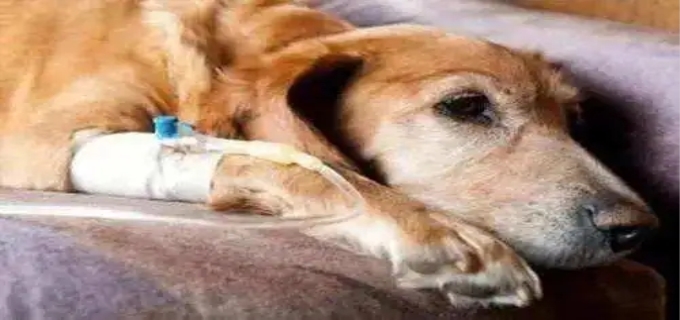 狗狗会无缘无故得犬瘟吗