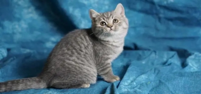 虎斑猫和美短的区别