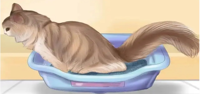 猫咪内脏受损5大征兆