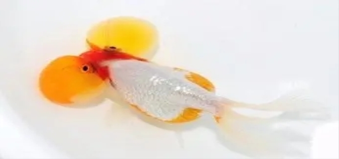 金鱼缺氧的表现