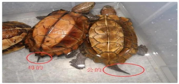 巴西龟如何分公母
