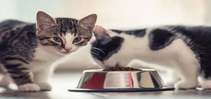 一个月大的小猫吃什么