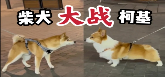 柴犬和柯基区别 