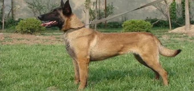 马犬能长多大多重