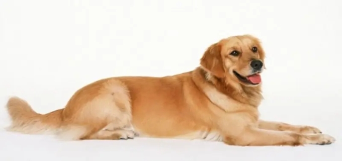 金毛属于中型犬还是大型犬