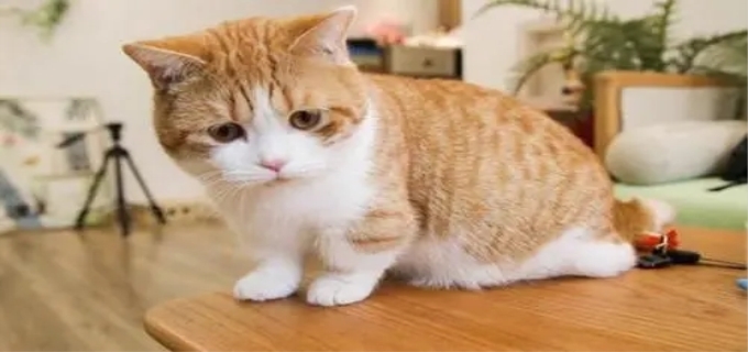 猫拉肚子怎么办