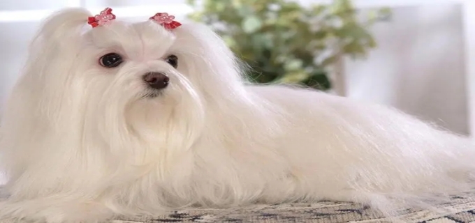 西施犬为什么没人养