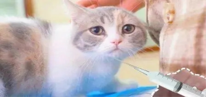 猫咪不打疫苗会怎样