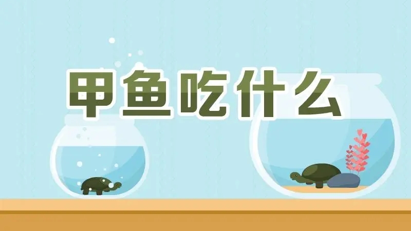 甲鱼喜欢吃什么