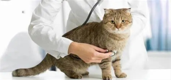 猫腹水是什么症状