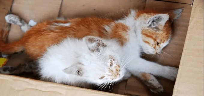 猫死后怎么安葬对它最好