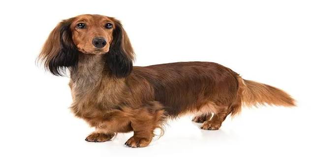腊肠犬的优点和缺点