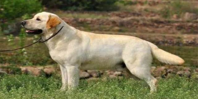 拉布拉多是大型犬吗