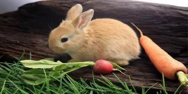 兔子最爱吃的十种食物