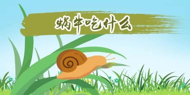 蜗牛喜欢吃什么