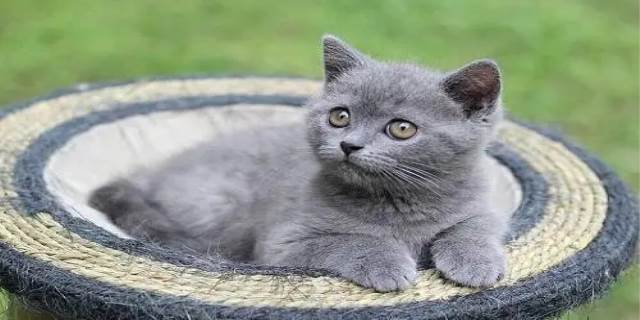 新手养蓝猫注意事项
