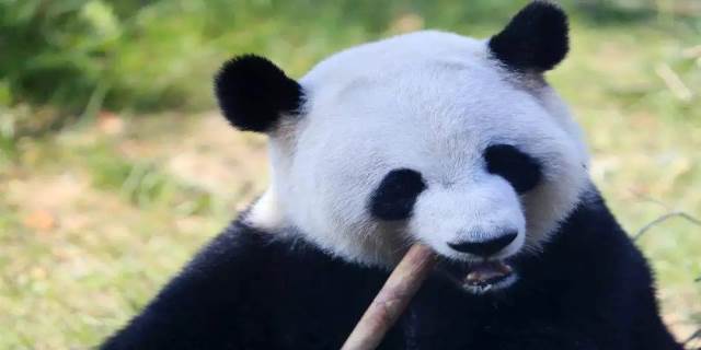 熊猫的爱好是什么