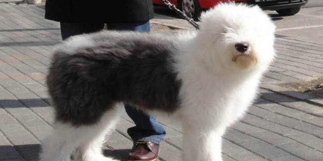 古牧为什么是禁养犬