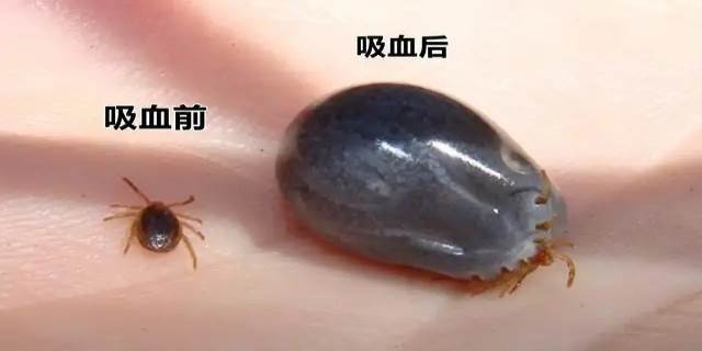 家里有蜱虫什么原因