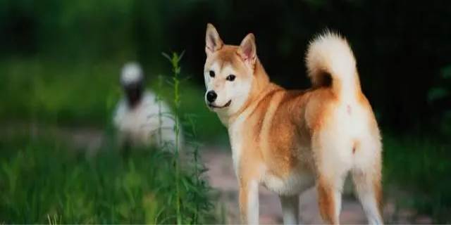 小狗的尾巴像什么