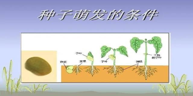 种子萌发需要的条件是哪三种