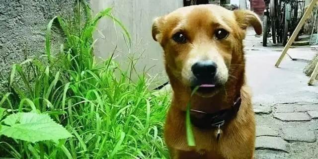狗狗可以吃韭菜吗