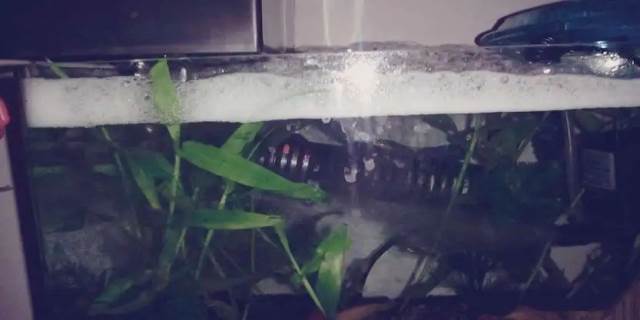 鱼缸有泡沫怎么处理