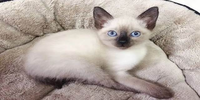 为什么很多猫舍不卖暹罗