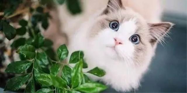 猫咪一天喂几次