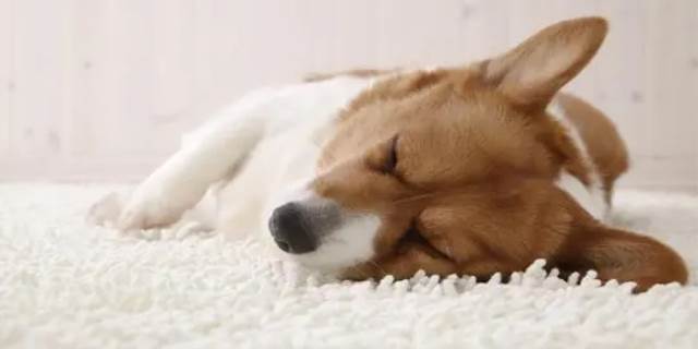 犬瘟初期抽搐像打嗝
