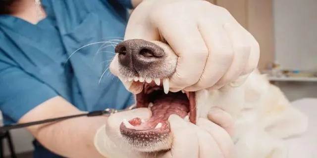 狗掉牙齿正常的吗