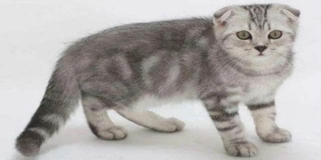 折耳猫为什么不能养