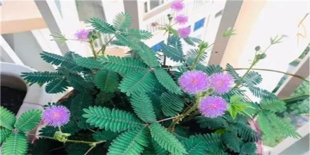 含羞草会开花吗