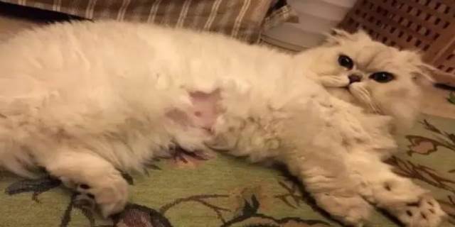 小猫肚子鼓鼓的
