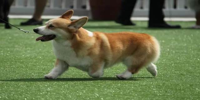 没有尾巴的狗是什么品种
