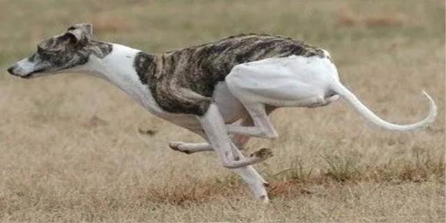 惠比特犬和灵缇的区别