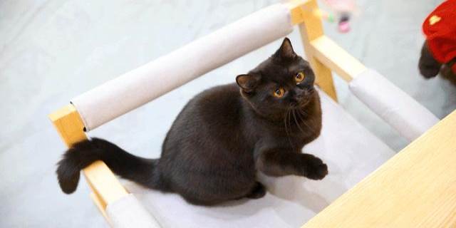 家里为什么不能养黑猫