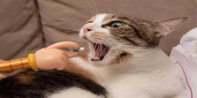 怎么判断猫咪体内有虫 