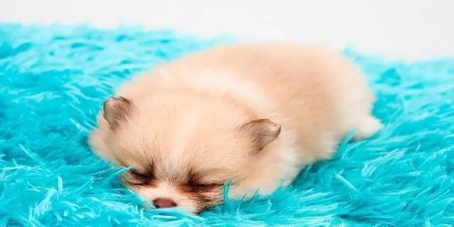 博美犬死前征兆