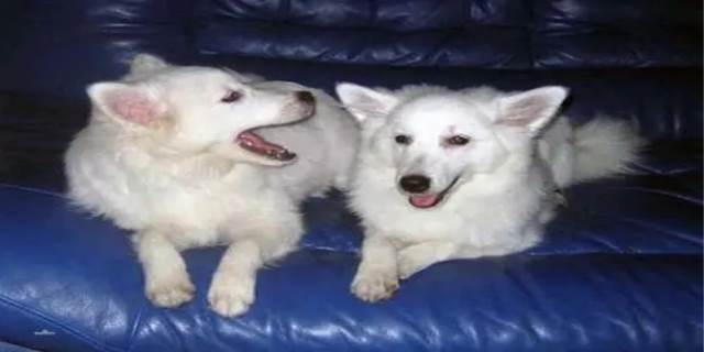 银狐犬和博美的区别