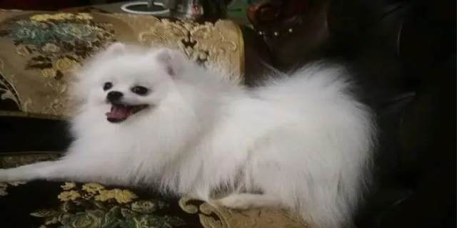 博美能长多大