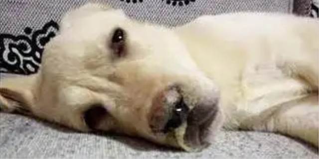 狗狗老了自然死亡是什么样子