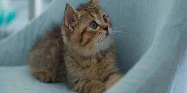 猫咪离世后怎么处理