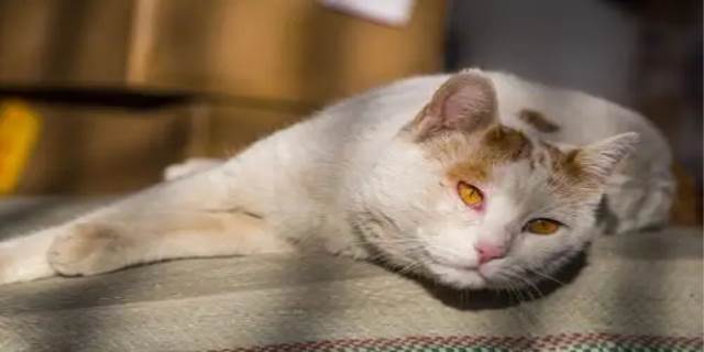 猫快死的征兆 