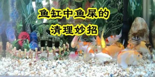 清理鱼缸粪便妙招