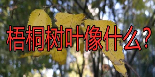 梧桐树的叶子像什么